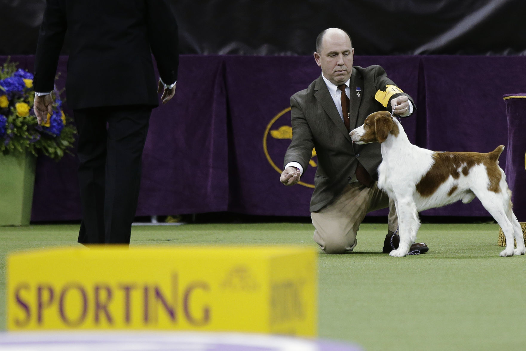 Westminster Dog Show
